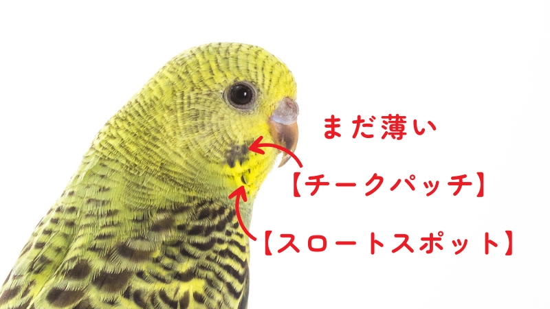 まだ薄いチークパッチ　スロートスポット