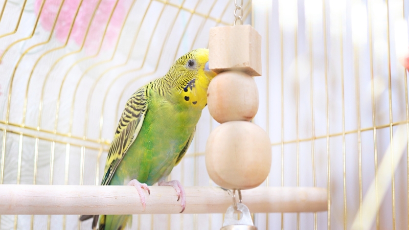 吊るしおもちゃに興味を示しているセキセイインコ