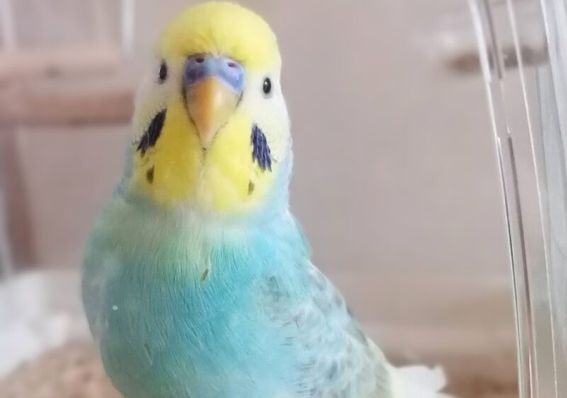 正面を向いて首を長くしている2歳頃のポフくん