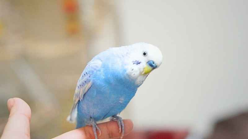 指に乗ってこちらをうかがっているセキセイインコ