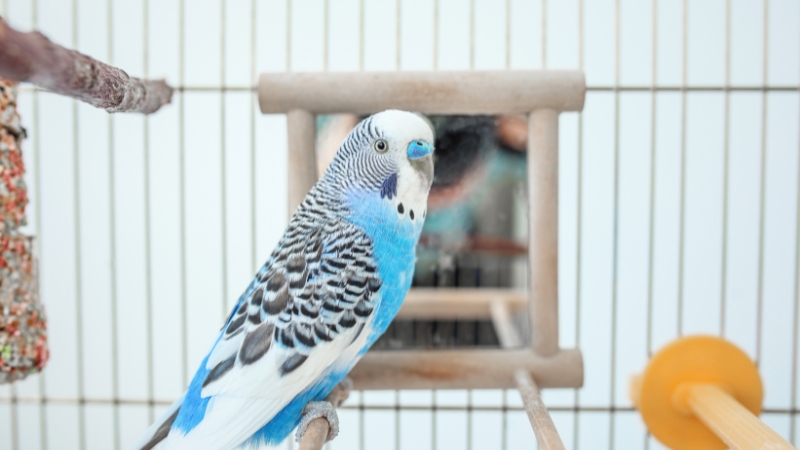 ケージの中の鏡の前からこちらを見ているセキセイインコ