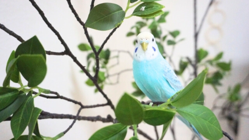 植物の上に止まっているセキセイインコ