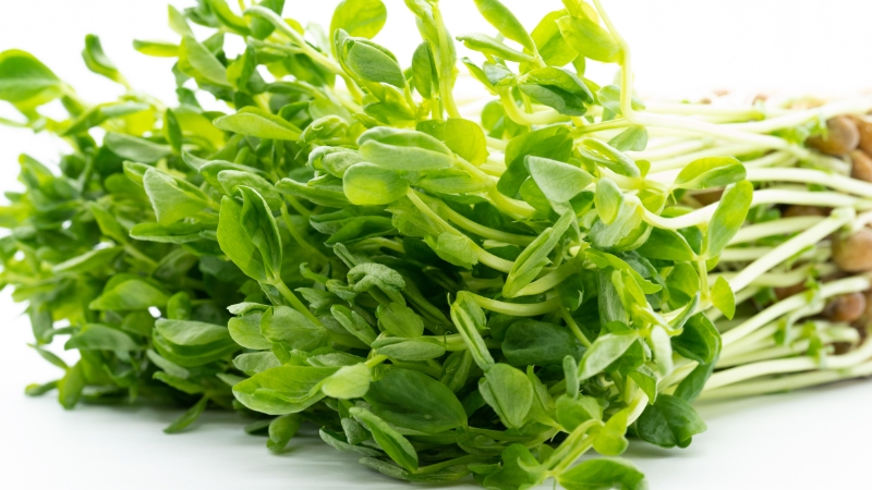 根ごと倒しておかれた豆苗