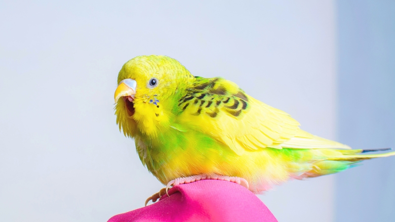 口を開けて反抗しているようなセキセイインコ