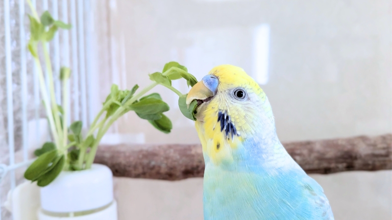 豆苗の葉っぱを嬉しそうに食べているセキセイインコ