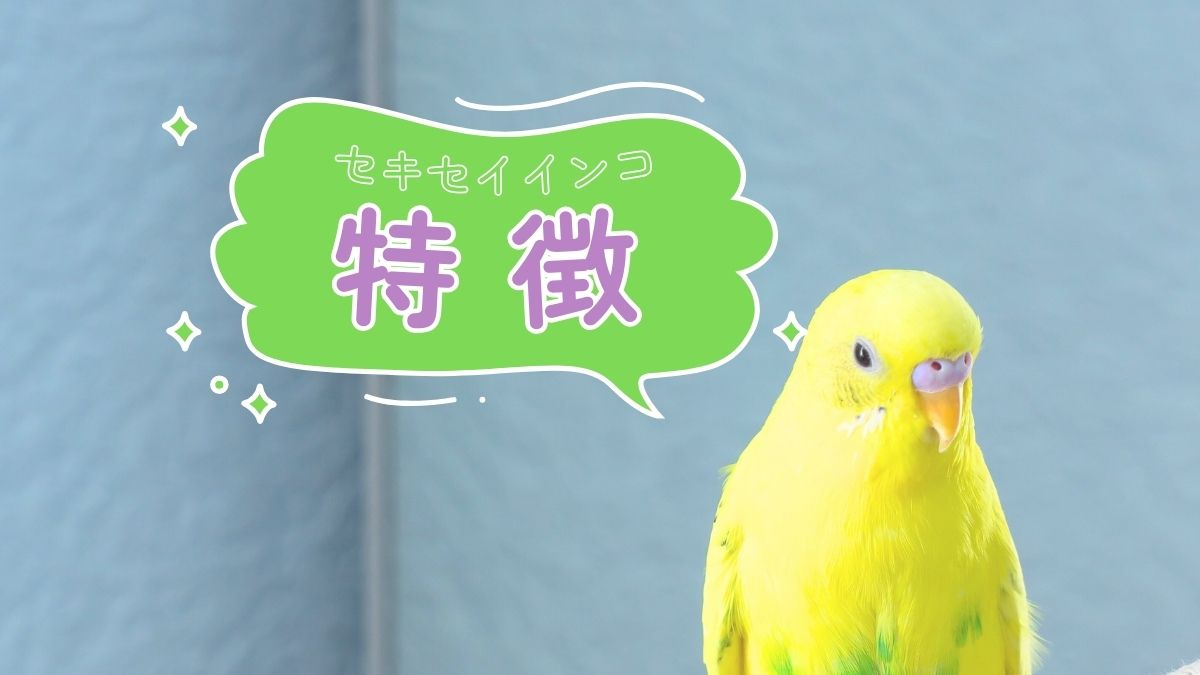 セキセイインコ　特徴