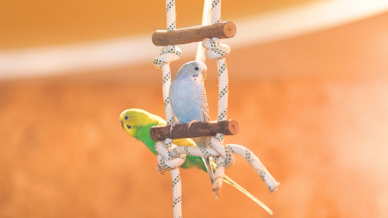 ブランコに止まっている2羽のセキセイインコ