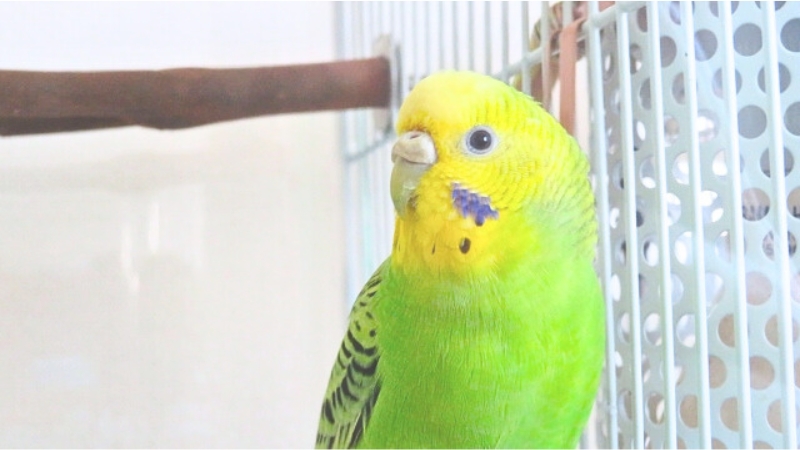 ペットヒーターに寄り添っているセキセイインコ