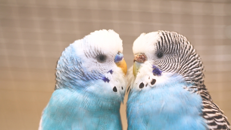 顔を寄せあっているオスとメスのセキセイインコ