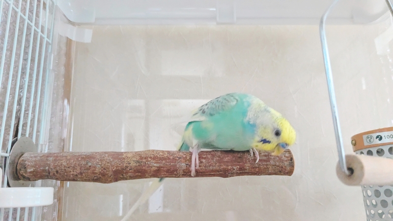 ケージの止まり木に止まっている我が家のポフくん