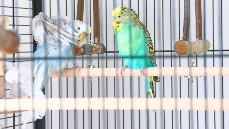 羽繕い中のセキセイインコを見ているもう一羽のセキセイインコ