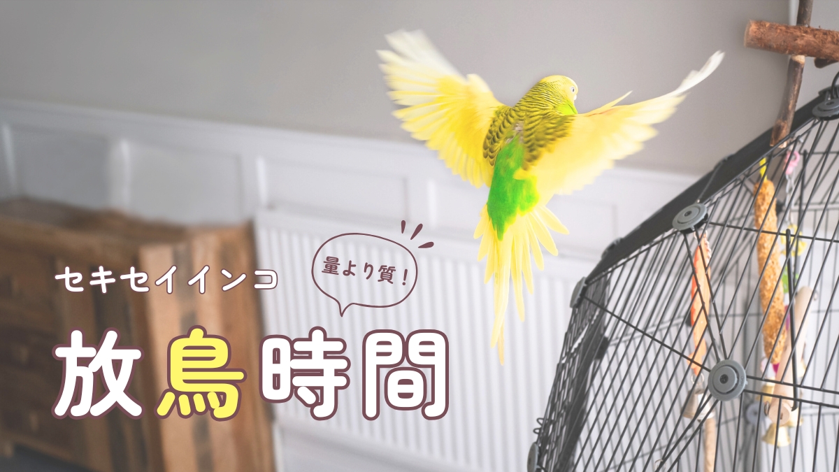 セキセイインコ　放鳥時間