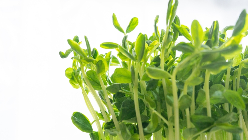 真っすぐ伸びた豆苗