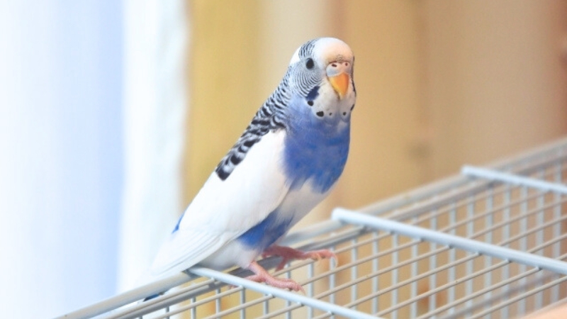 ケージの外側の網に乗ってこちらを見ているセキセイインコ