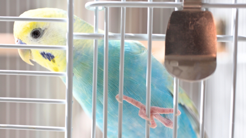 ケージの網につかまって出たがっているセキセイインコ