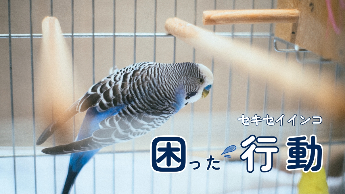 セキセイインコ　困った行動