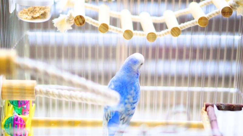 おもちゃを取り付けたケージで背中を向けているセキセイインコ