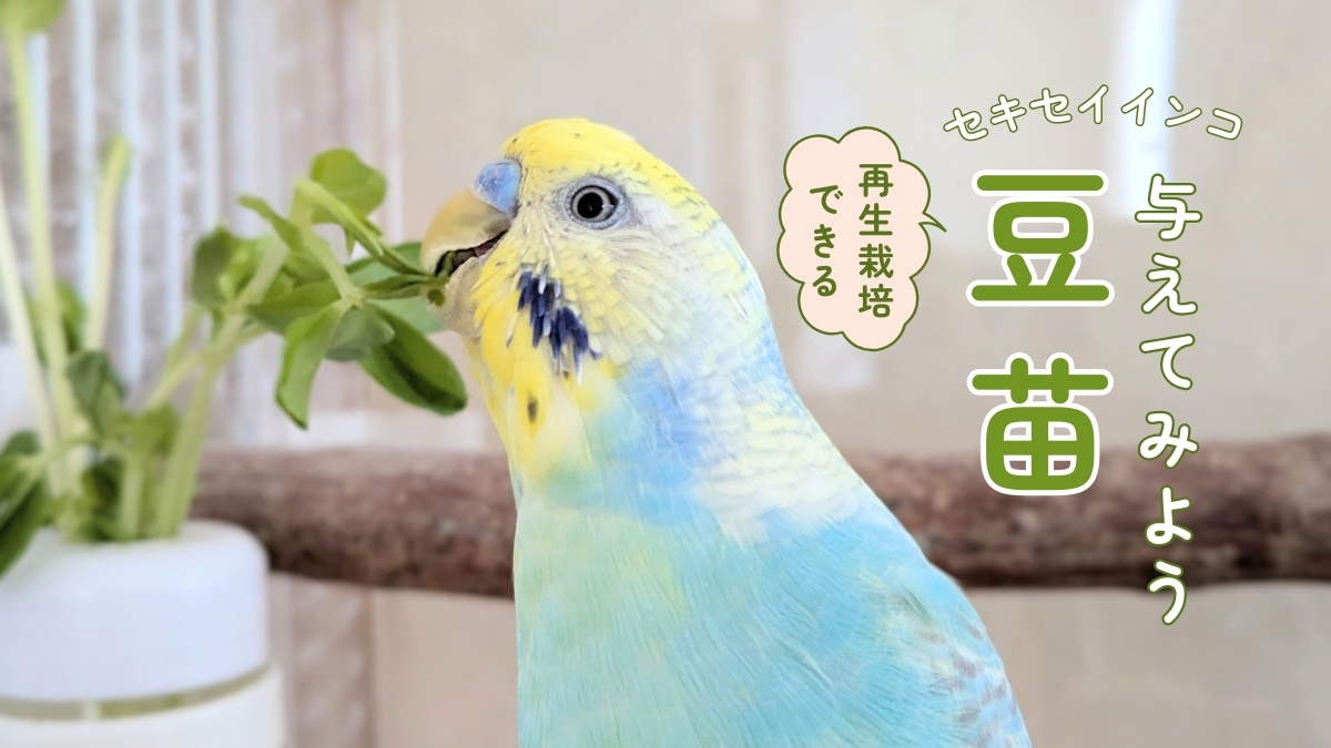 セキセイインコ　豆苗　与えてみよう