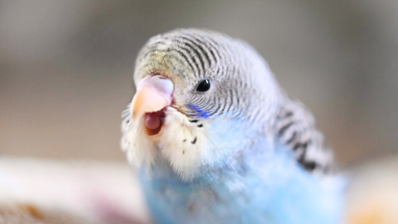 口を開けて訴えているようなセキセイインコ