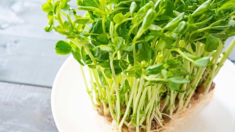 平皿の上に根ごと置いてある豆苗