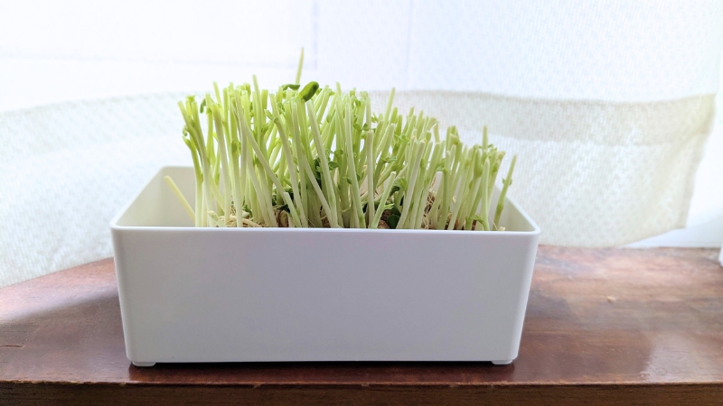 再生栽培用の器に入れたカットした豆苗