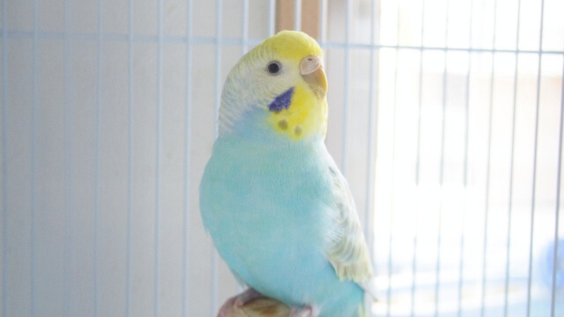 ケージの中で右を向いているセキセイインコ