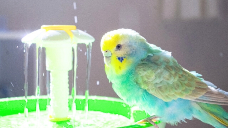 水浴びが嫌そうなセキセイインコ