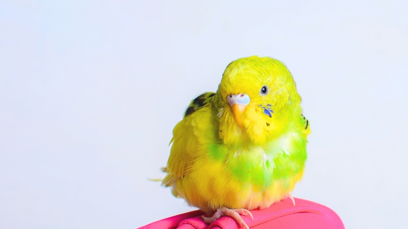 羽を膨らませているセキセイインコ