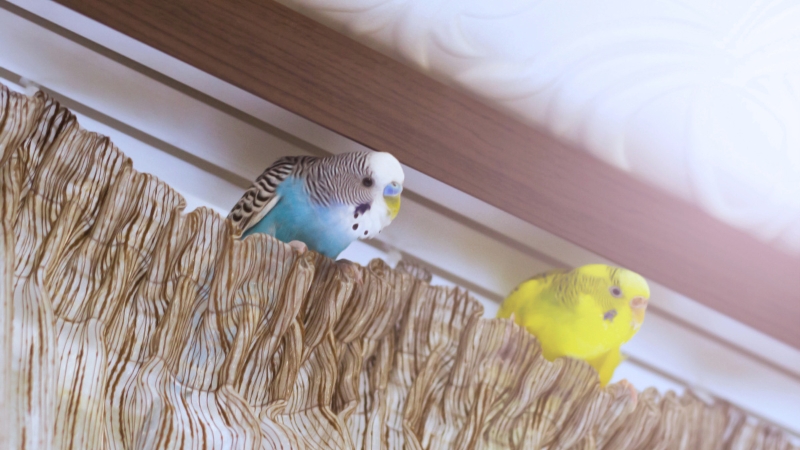 カーテンレールの上に止まっている2羽のセキセイインコ