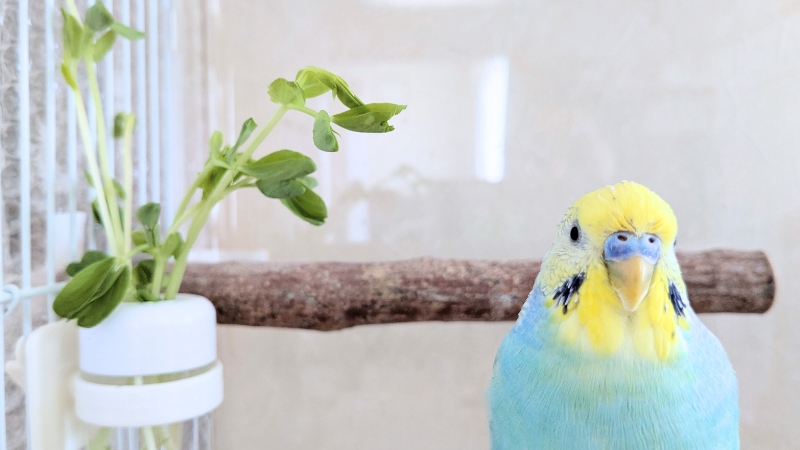 菜差しに差した豆苗とセキセイインコ