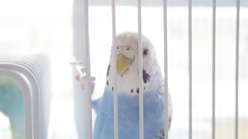 ケージの中で網につかまってこちらを見ているセキセイインコ