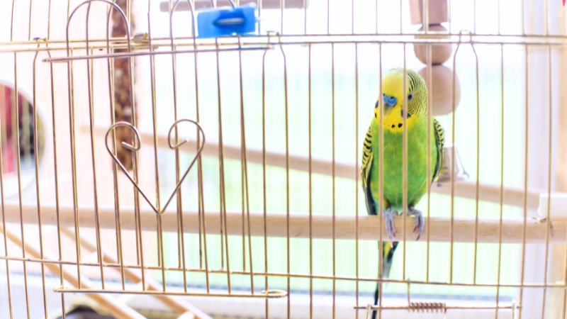 ケージ内の止まり木の右隅からこちらを見ているセキセイインコ