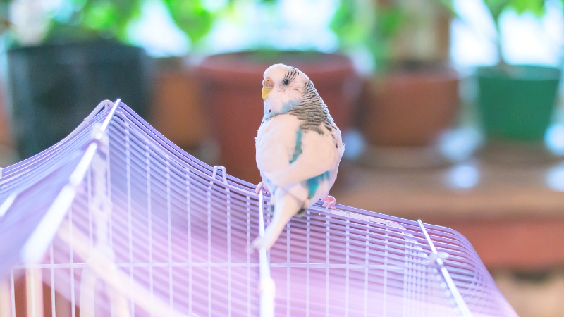 ケージの外側の網に乗って振り向いているセキセイインコ