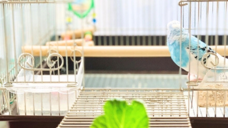 野菜を見せてもそっぽを向いているセキセイインコ