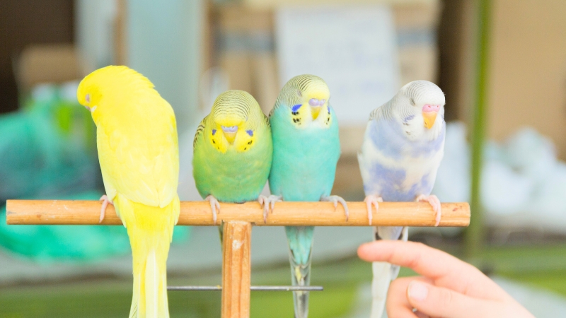 止まり木で横一列に並んで寝ているセキセイインコ