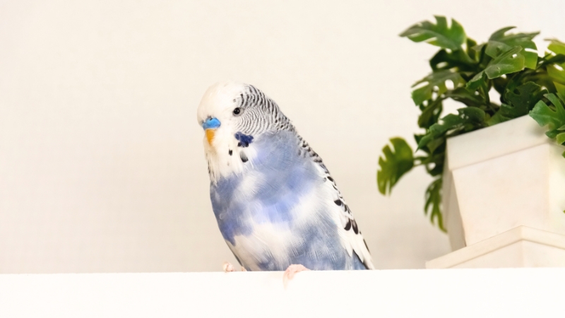 警戒しているようにこちらを見ているセキセイインコ