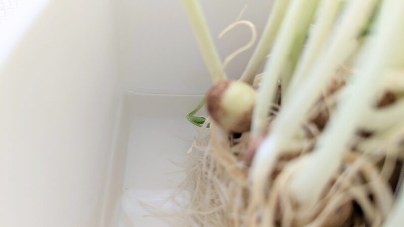 根の半分くらいの水に浸けた再生栽培の豆苗