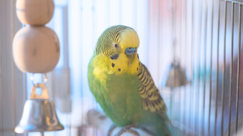 物寂しそうなセキセイインコ