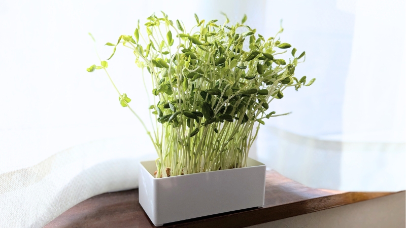 明るい窓辺に置いて再生栽培している豆苗