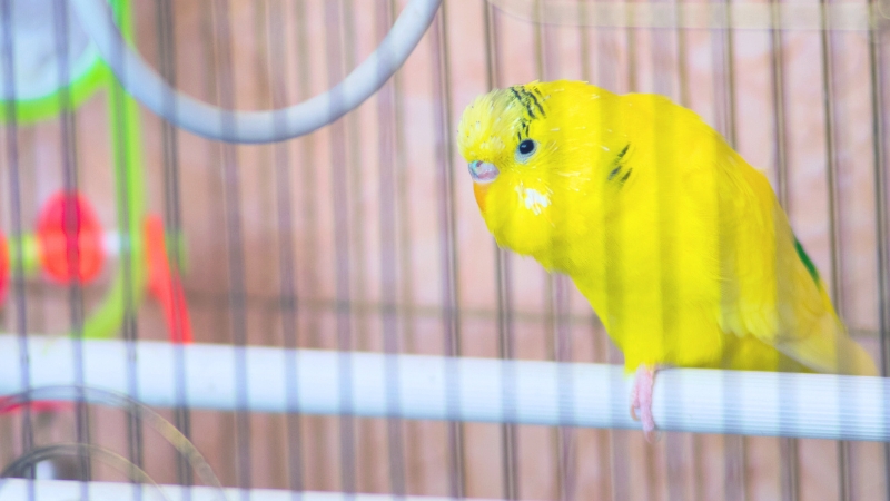 疲れた様子のセキセイインコ
