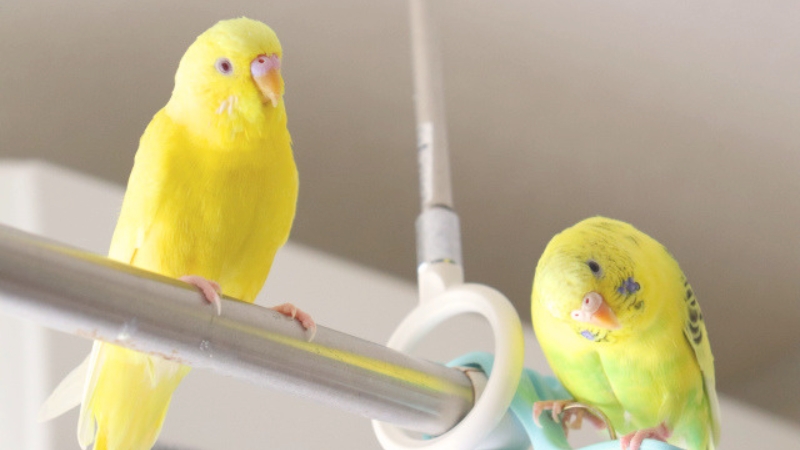 物干しざおに止まっている2羽のセキセイインコ