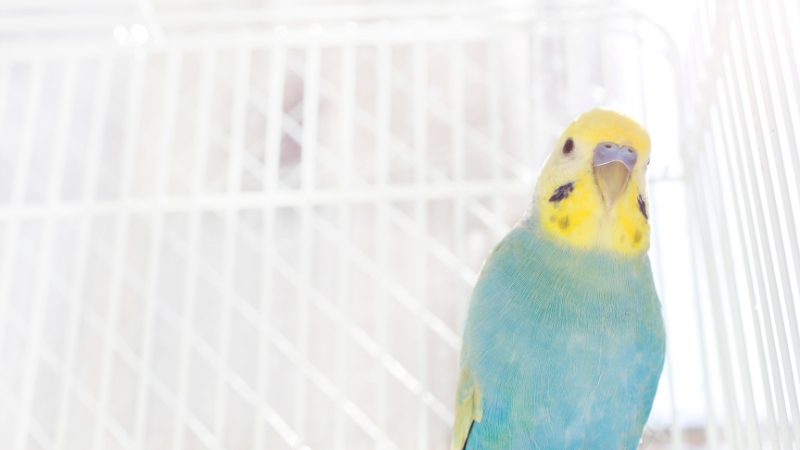 ケージの中からこちらを見ているセキセイインコ