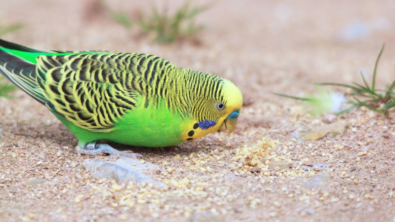 地面の餌をついばんでいるセキセイインコ
