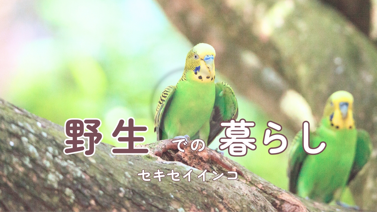 セキセイインコ　野生での暮らし