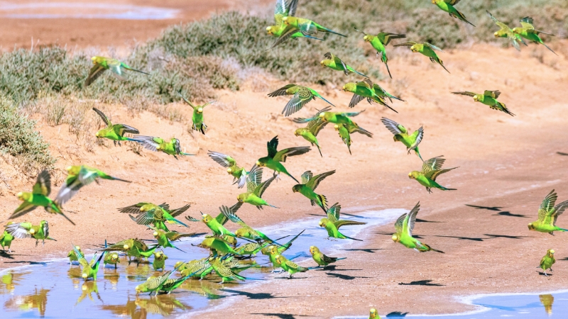 水場にいるセキセイインコの群れ