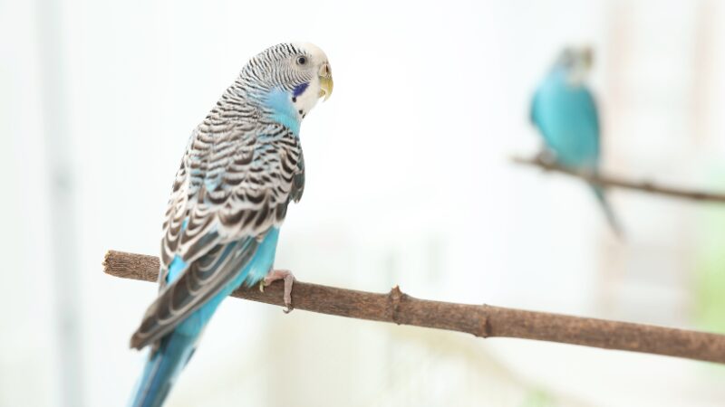 木の枝に背を向けて止まっているセキセイインコ