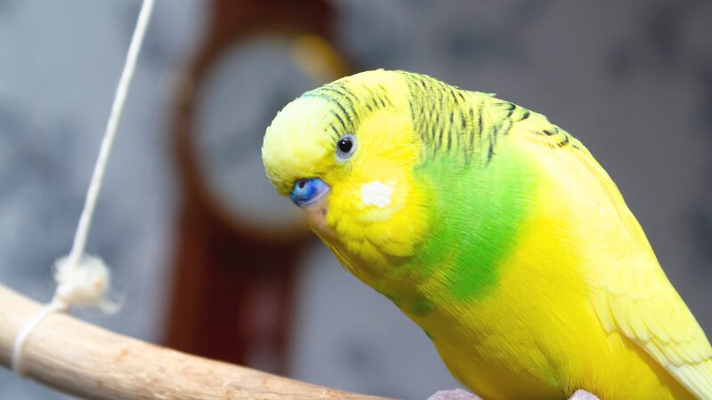 ブランコに止まってこちらを見ているセキセイインコ