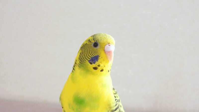 興味ありげに遠くの方を見ているセキセイインコ