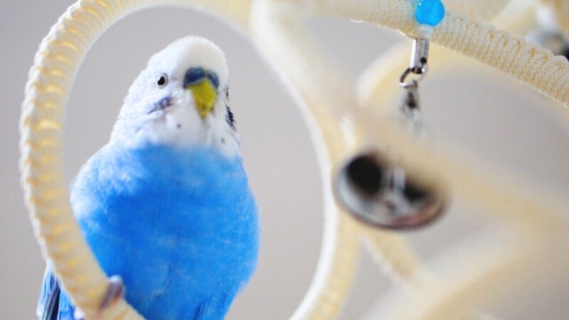 おもちゃに止まって満足げなセキセイインコ