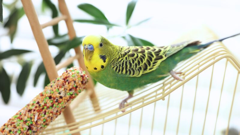 ケージの外の網の上からこちらを見ているセキセイインコ